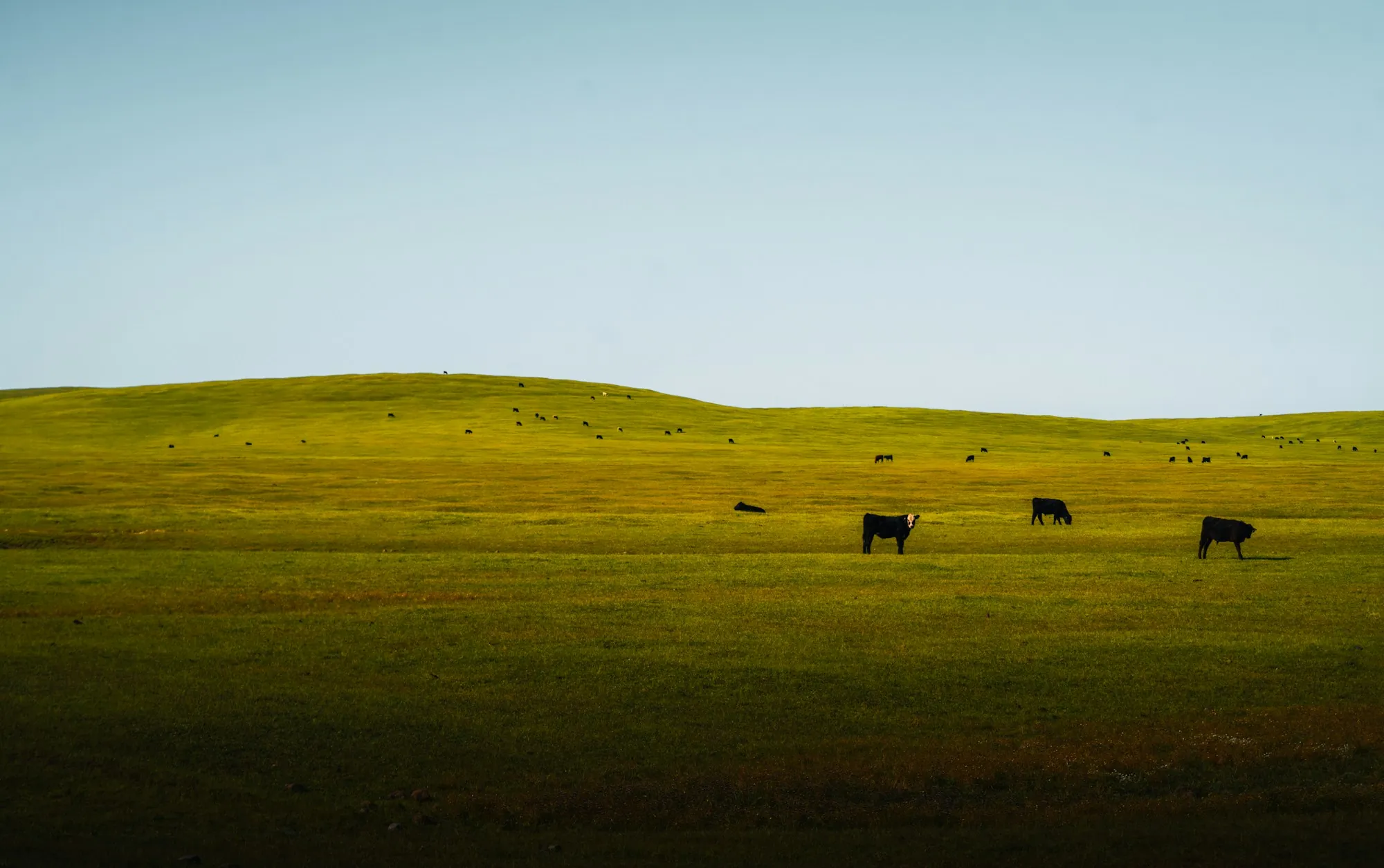 Cattle grazing on a wide green pasture